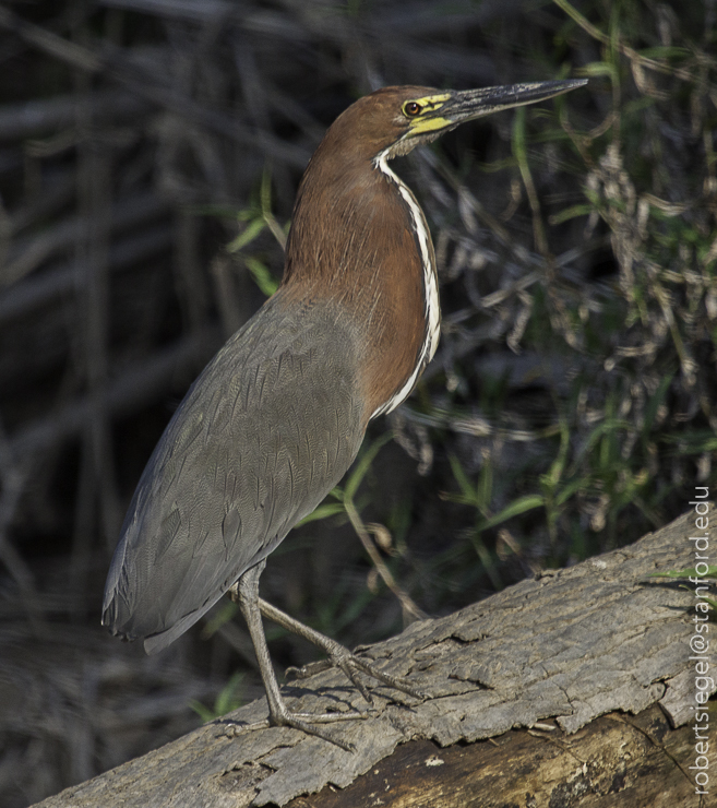 pantanal